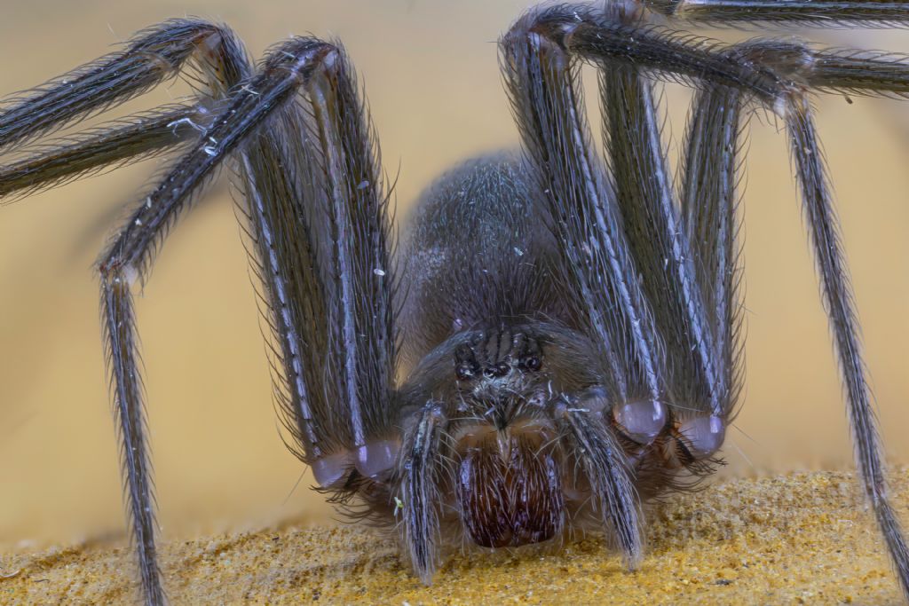 Sicariidae - Loxosceles rufescens